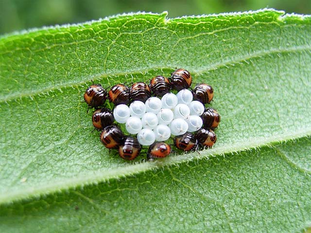シャツに卵が個ぐらい産み付けられていました 昆虫ブログ むし探検広場 シャツに卵が個ぐらい産み付けられていました 昆虫ブログ むし探検広場