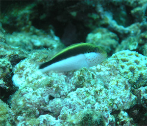 ９月２２日残波ｖｓ水納・伊江島_c0070933_21524860.jpg