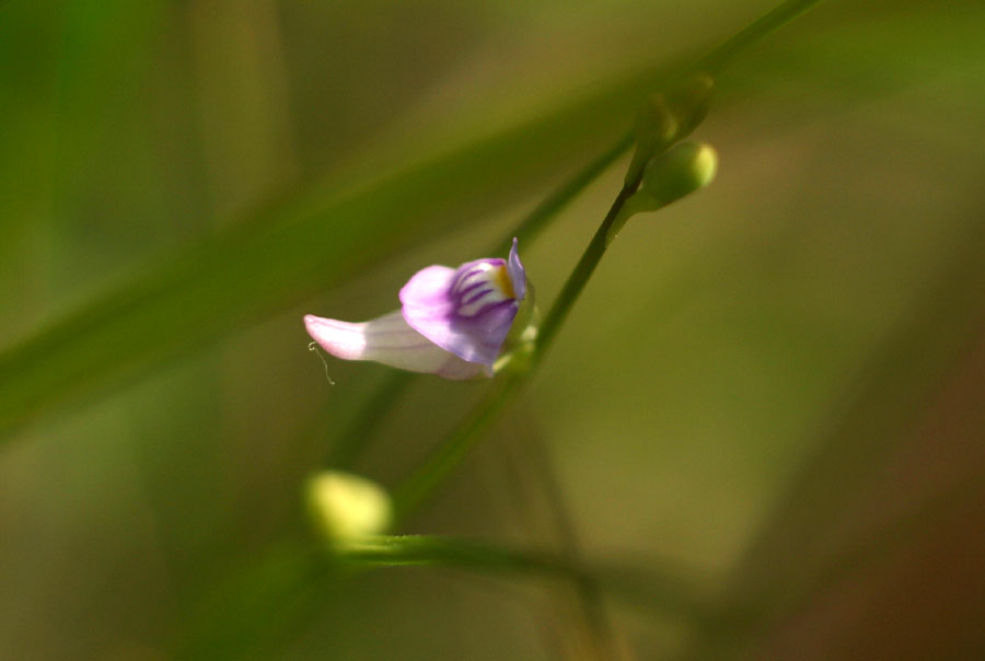 ミミカキグサ（タヌキモ科）_c0070535_212285.jpg