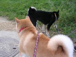 蒸し暑くても、季節は確実に。。。_c0049950_20555111.jpg