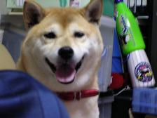 蒸し暑くても、季節は確実に。。。_c0049950_2131648.jpg