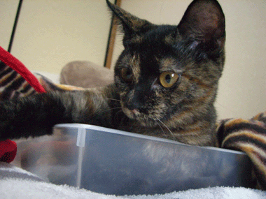 b0039168_10305231.gif