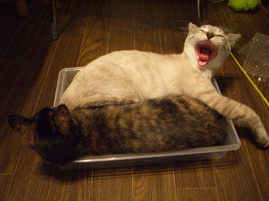 b0039168_9593297.gif