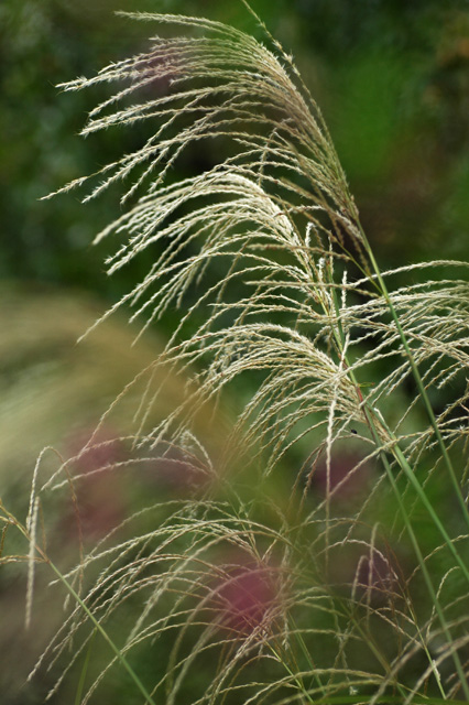 向島百花園の秋_e0002669_905081.jpg