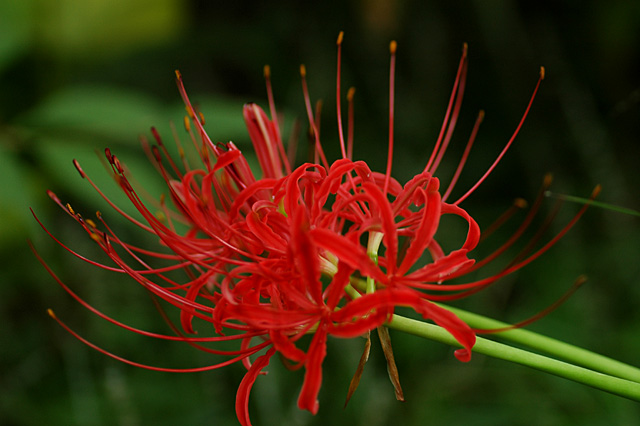 向島百花園の秋_e0002669_913811.jpg