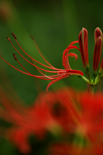 向島百花園の秋_e0002669_914148.jpg