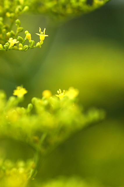 向島百花園の秋_e0002669_923415.jpg