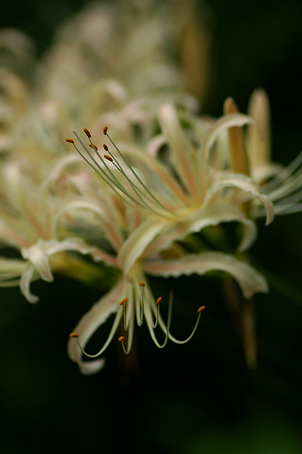 向島百花園の秋_e0002669_974747.jpg