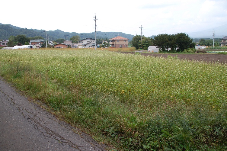 発地の藁葺屋根の家_d0056382_2032970.jpg