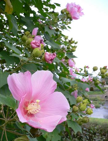 rose mallow_c0066392_20572227.jpg