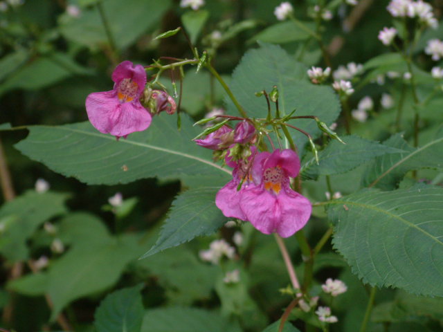 ススキの葛城山_b0044296_2119037.jpg