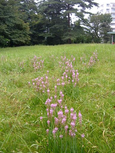 すみれの草地は今・・・_b0049307_17595184.jpg