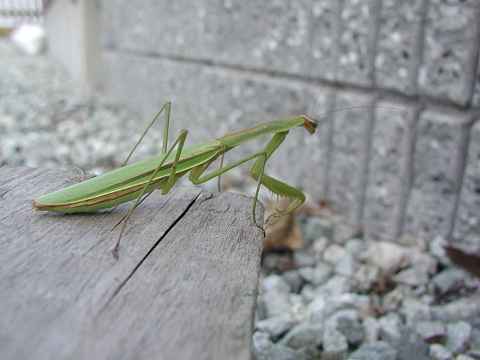 c0046023_23193318.jpg