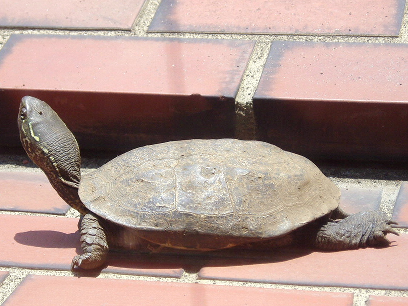 e0064158_07545.jpg