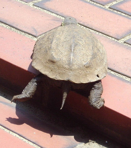 e0064158_08389.jpg