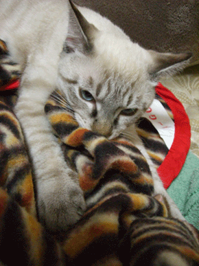 b0039168_3205196.gif