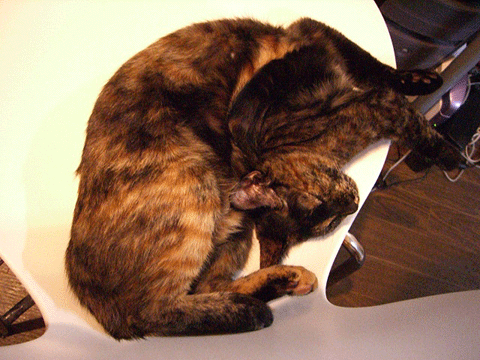 b0039168_3295961.gif
