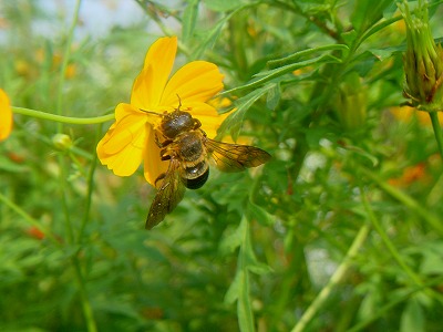 キバナコスモスに来た「オオハキリバチ」_d0019074_8174073.jpg