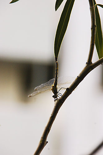 c0061503_9313059.jpg