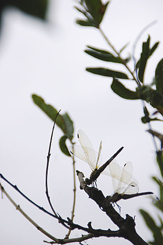 c0061503_9391646.jpg