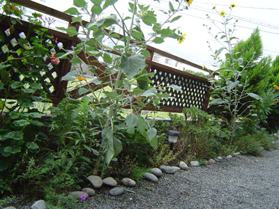 c0011204_10563890.jpg
