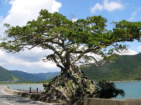 石抱きガジュマル : みどりの島・奄美