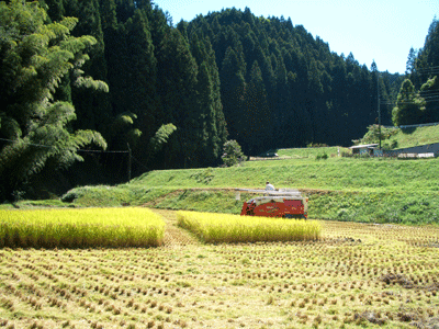 b0030123_11432831.gif