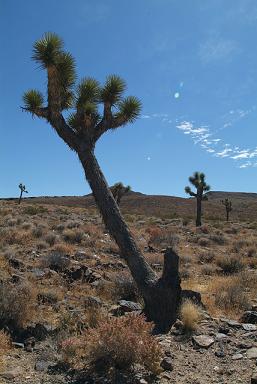 L.A. 写真館　その２_b0030530_1431965.jpg