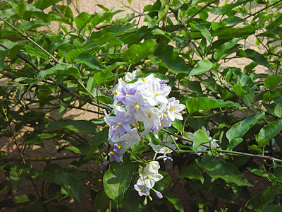 e0001735_17462040.jpg