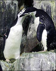 NYセントラルパークの「ゲイ」ペンギン、6年間の関係が「破局」_d0066343_1426341.jpg
