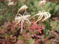 b0053765_2345881.jpg