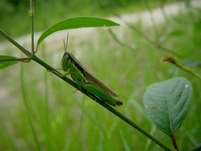 d0019074_1074421.jpg