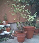 e0045792_17422913.jpg