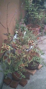 e0045792_17425613.jpg