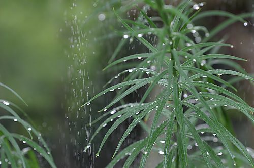 植物園では・・・_c0014751_14574848.jpg