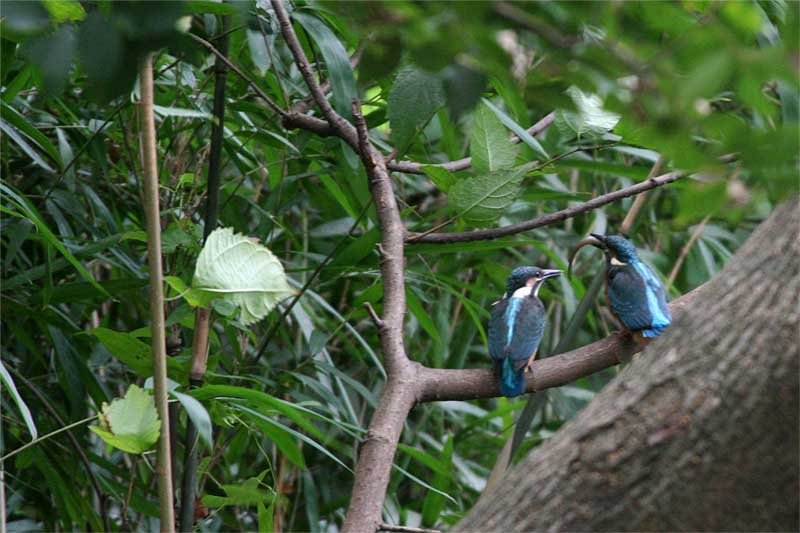 ｶﾜｾﾐ幼鳥_d0055151_14315113.jpg