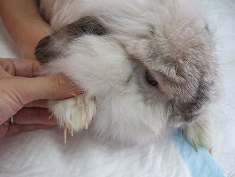 たかがツメ、されど・・・_b0059154_22281920.jpg