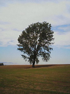 c0009461_8131050.jpg