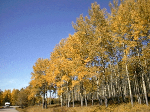 b0034565_628142.gif