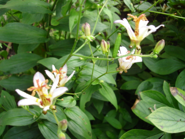 お花でラテン語 19 花 花日記