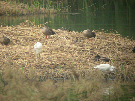 ◆週末の鳥類園・最新情報(9/23~9/25)_e0046474_12572616.jpg