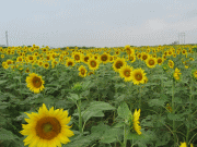 d0014408_23155846.gif