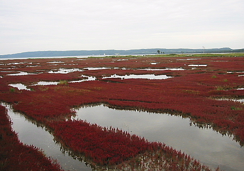 b0053765_18342229.jpg