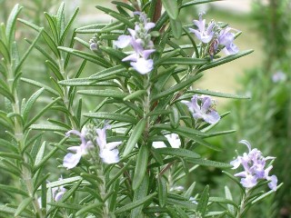e0046305_14581694.jpg