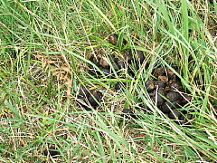 b0053765_033145.jpg