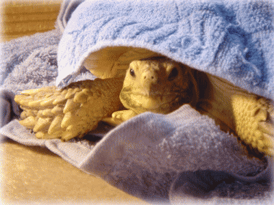 b0055276_0533141.gif