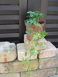 e0024385_7254342.jpg