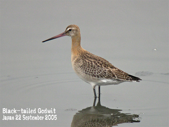 オグロシギ Black-tailed Godwit : SHORE BIRDS IN JAPAN 日本の オグロシギ Black-tailed Godwit : SHORE BIRDS IN JAPAN 日本の