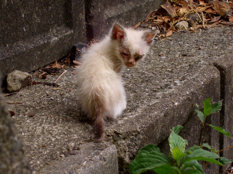 クリーム色母猫の子猫。_e0072801_2018111.jpg