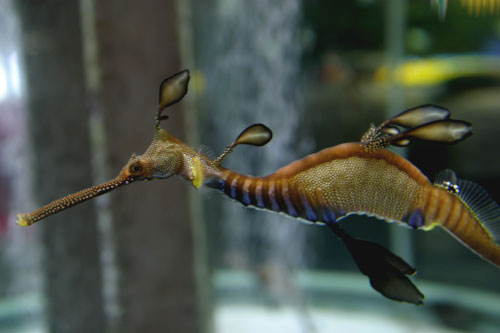 ウィーディーシードラゴン 水族館ふりーく